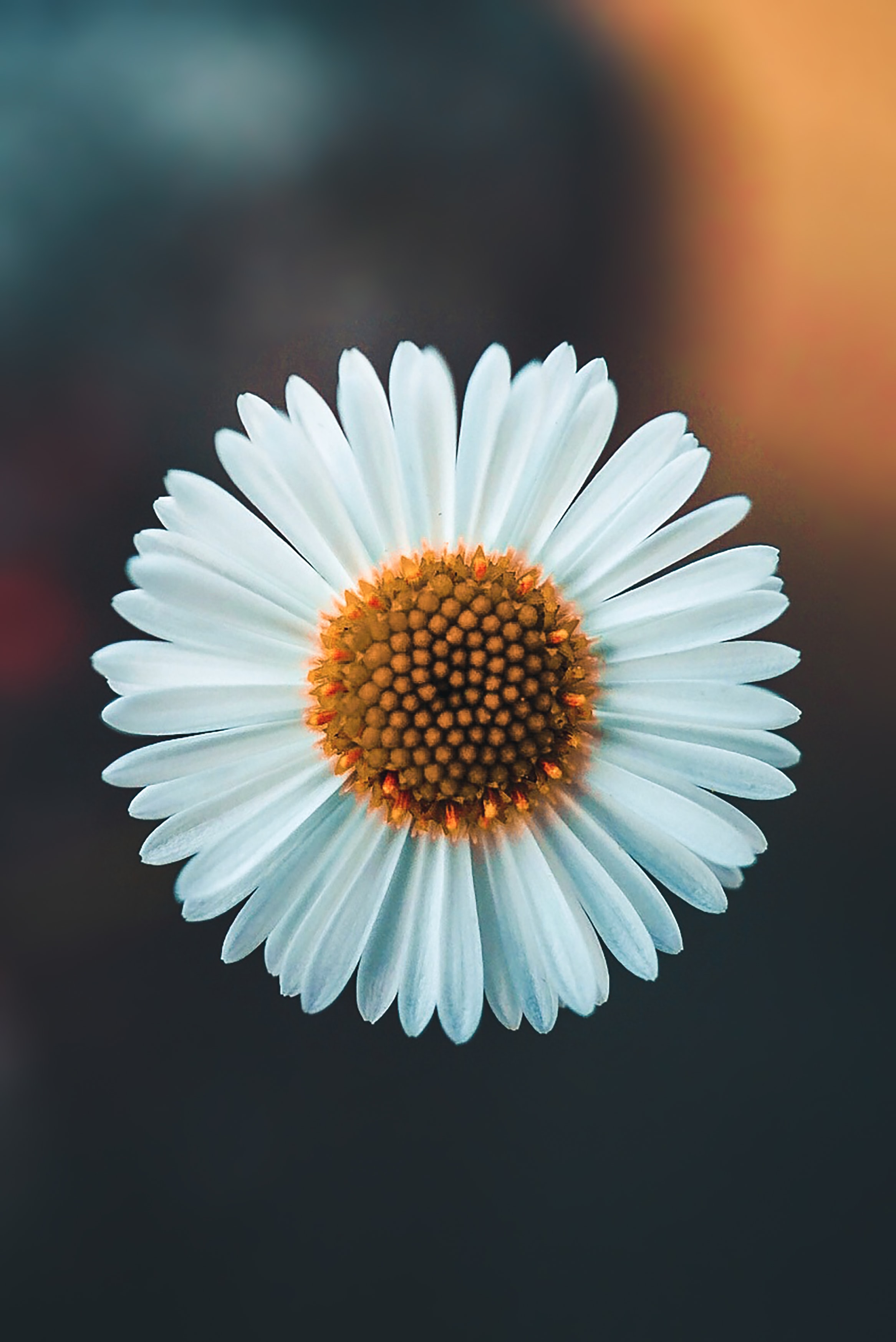 test t.